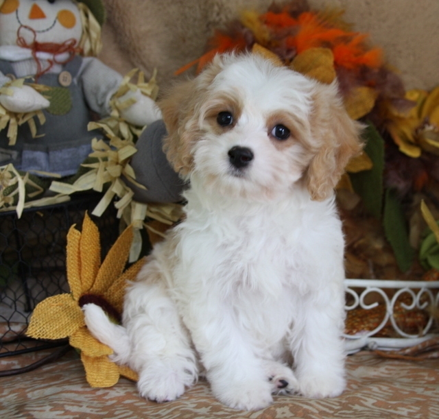 what are cavachons like