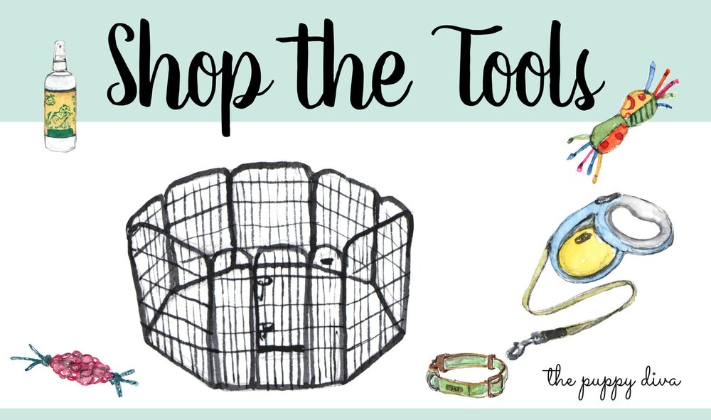 What Do You Need For Your New Cavachon Or Cavapoo Puppy Foxglove Farm