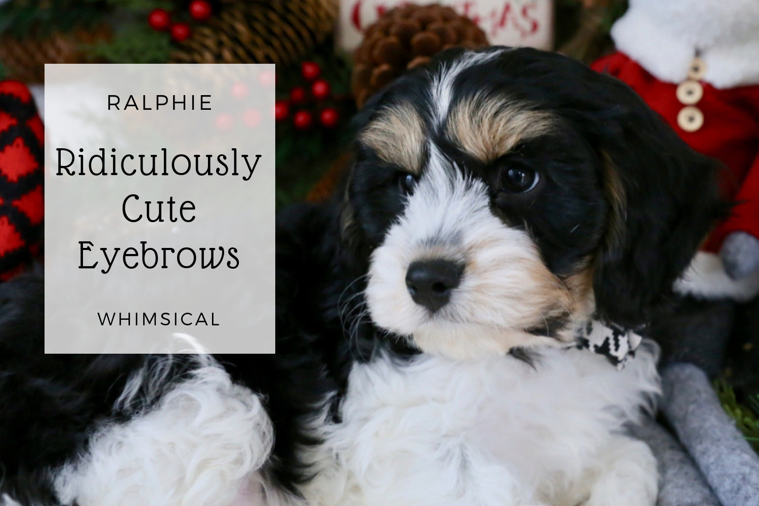 Adorable Cavachon Puppy.jpg