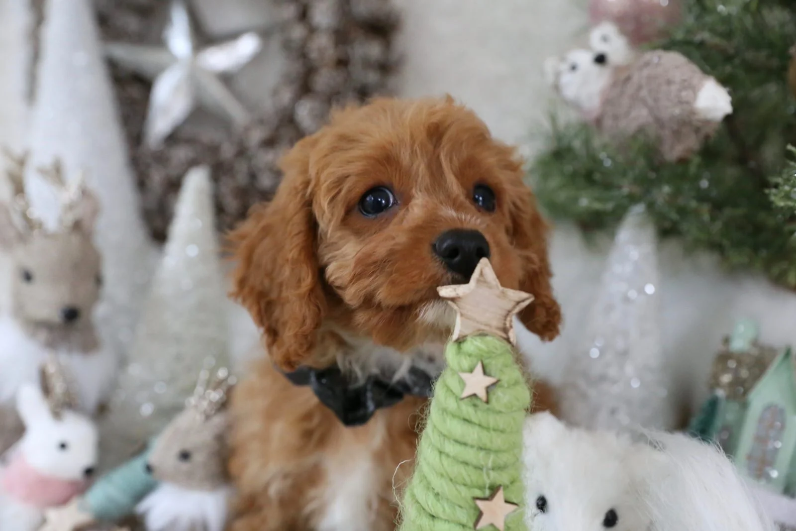 king charles cavapoo puppies