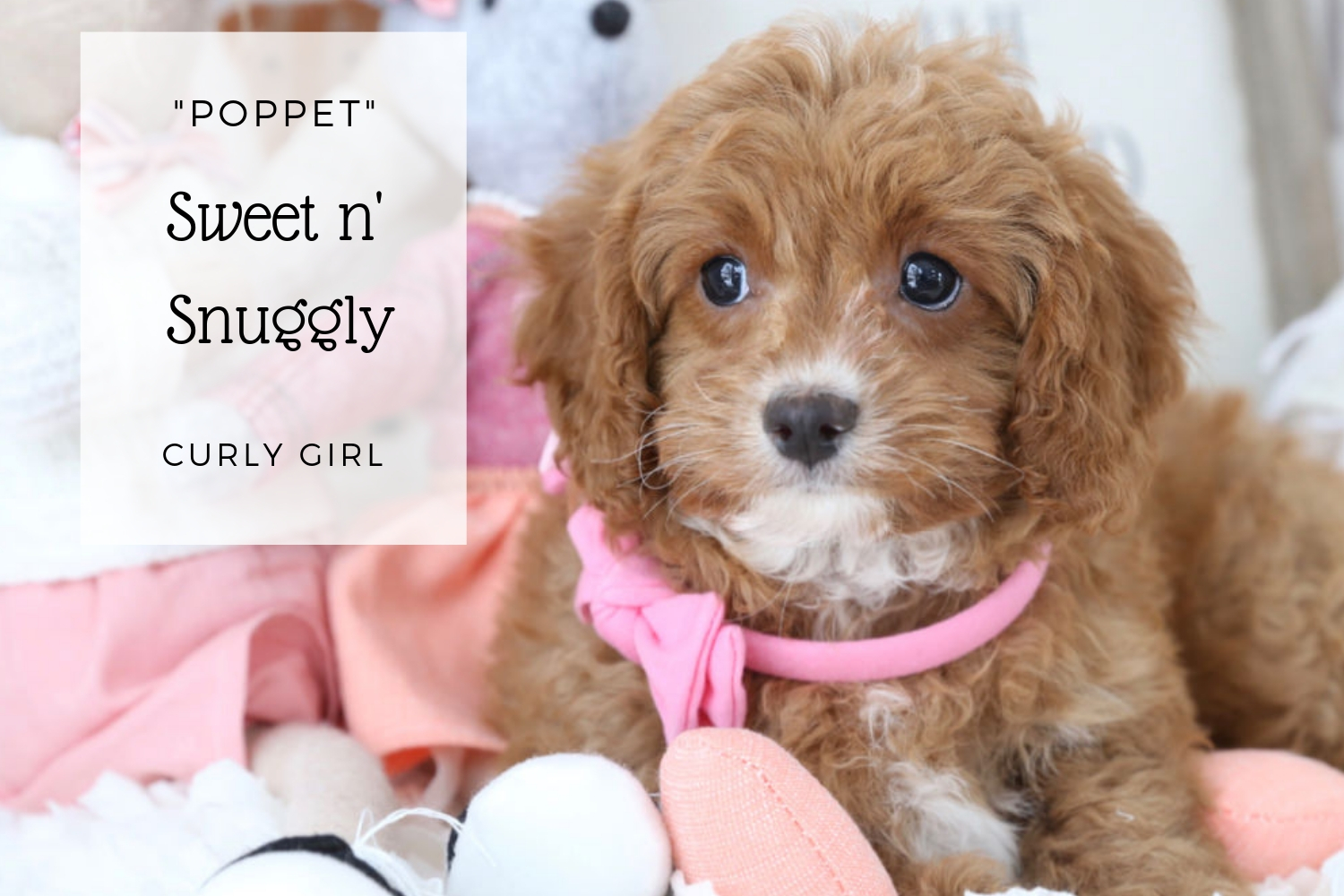 Cavapoo Puppy Poppet.jpg