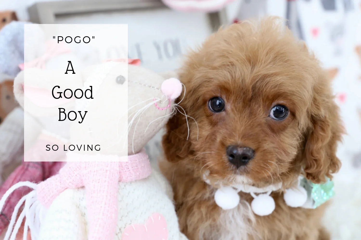 Darling Cavapoo Puppy.jpg