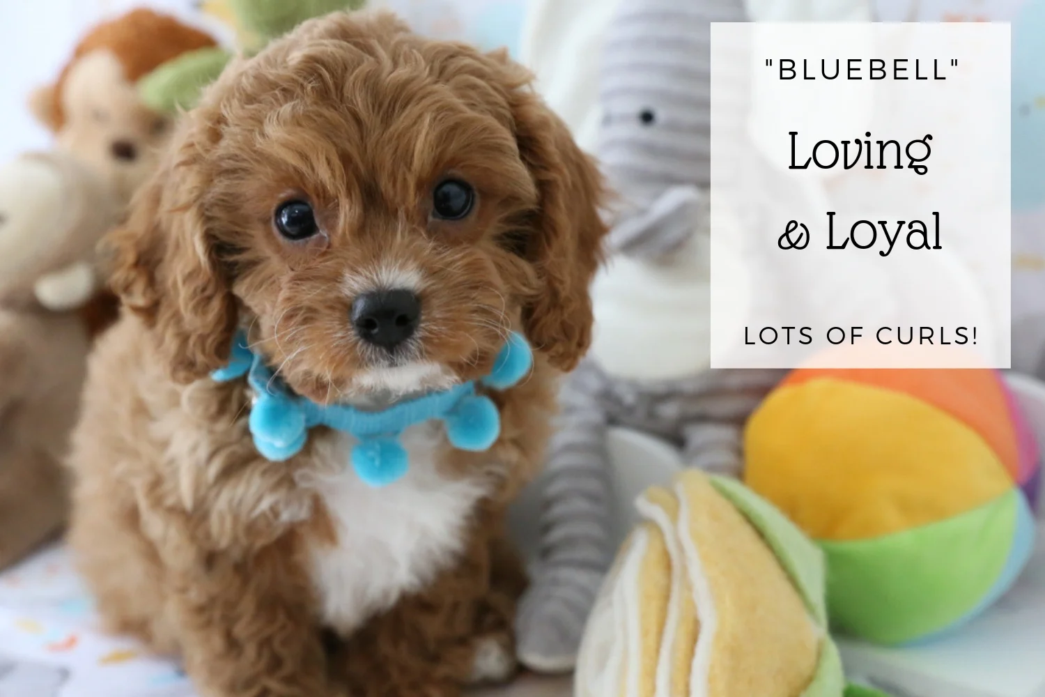Gorgeous Cavapoo for sale.jpg