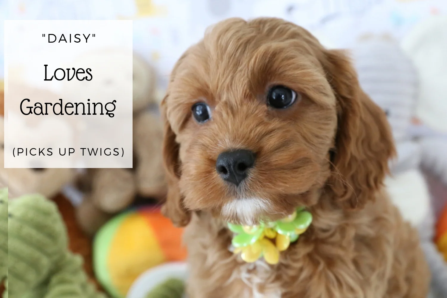 Cavapoo-girl-puppy-with-toys.jpg