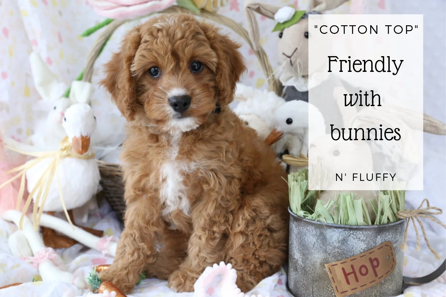 Cavapoo puppy for sale.jpg