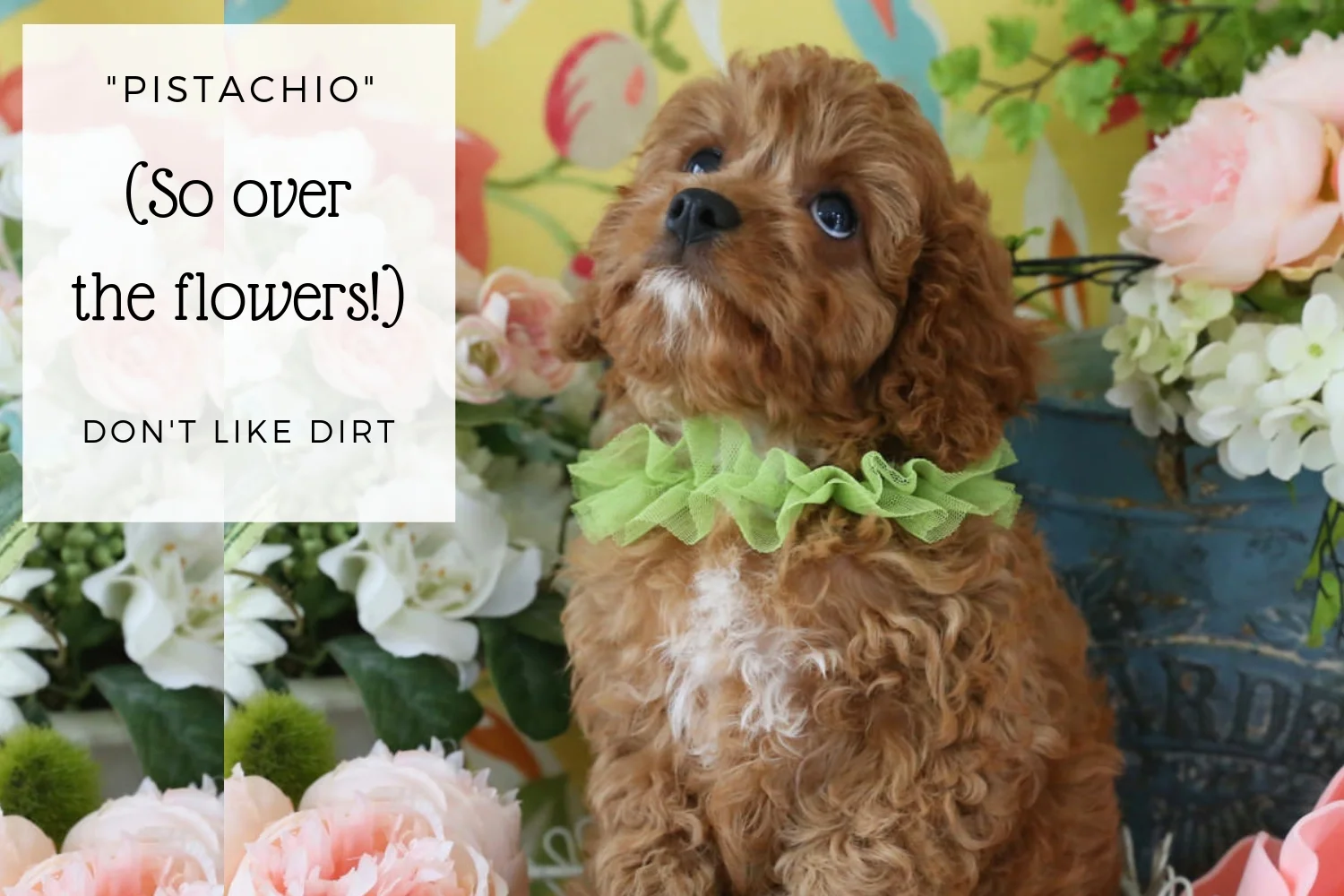 Adorable Cavapoo Puppy.jpg