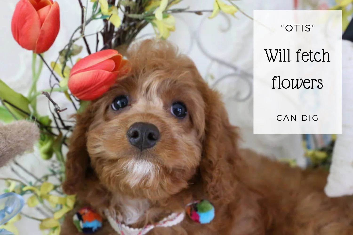 Cavapoo puppy with tulips.jpg