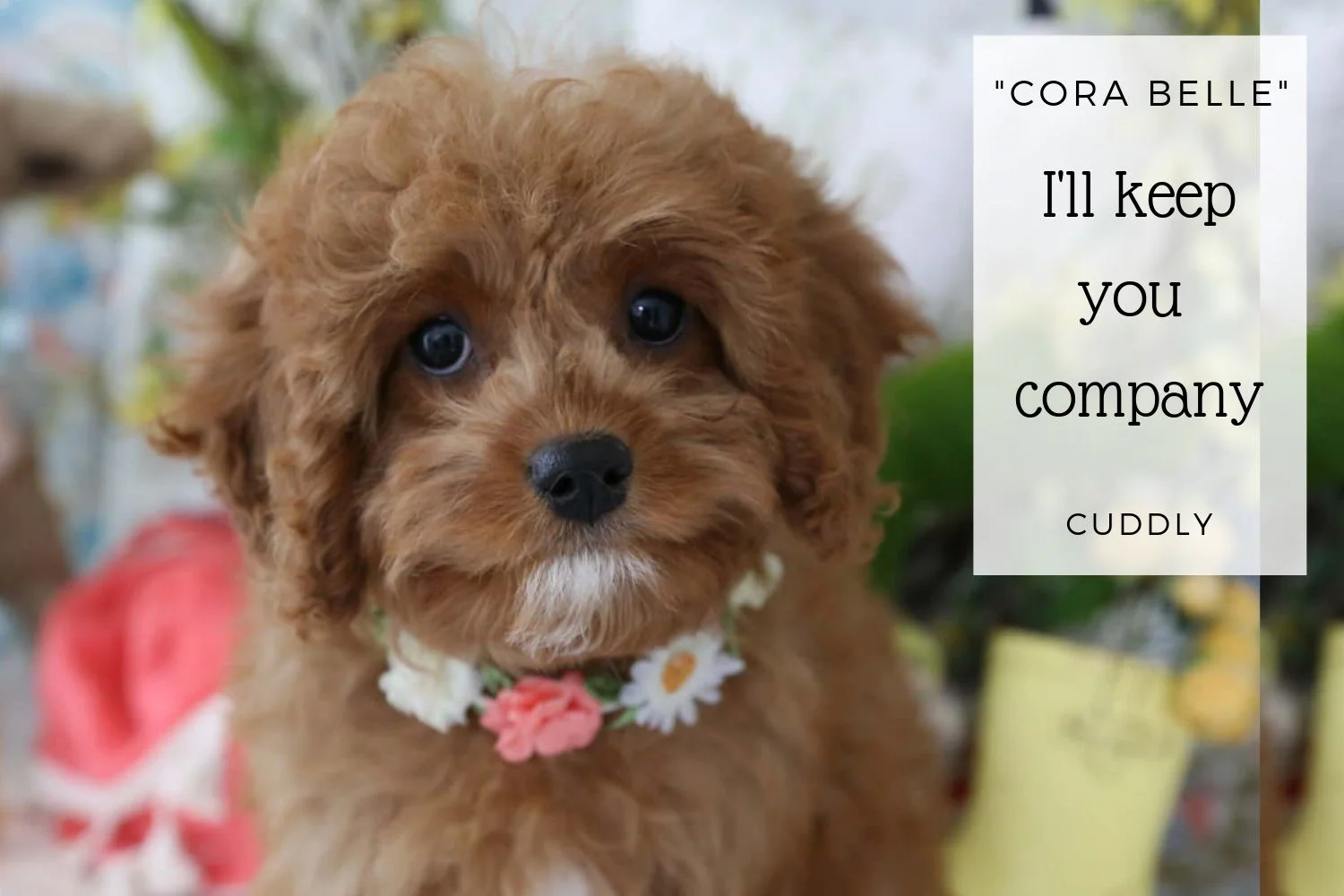 Cavapoo girl ruby puppy.jpg