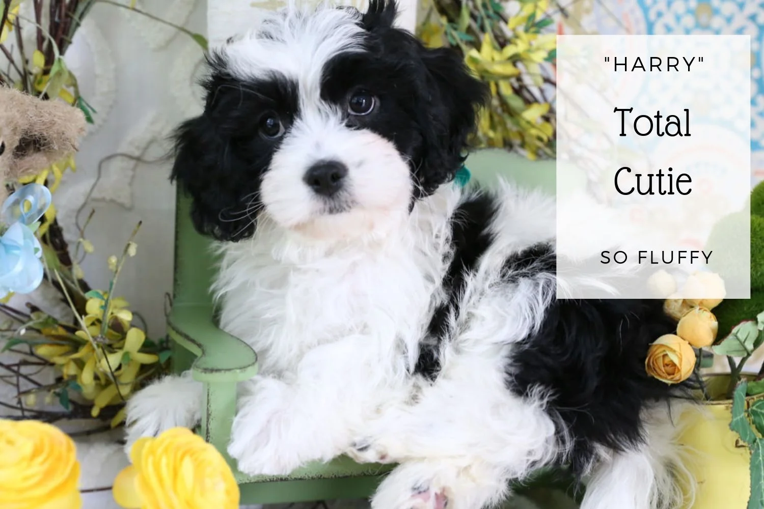 Cute Cavachon puppy.jpg