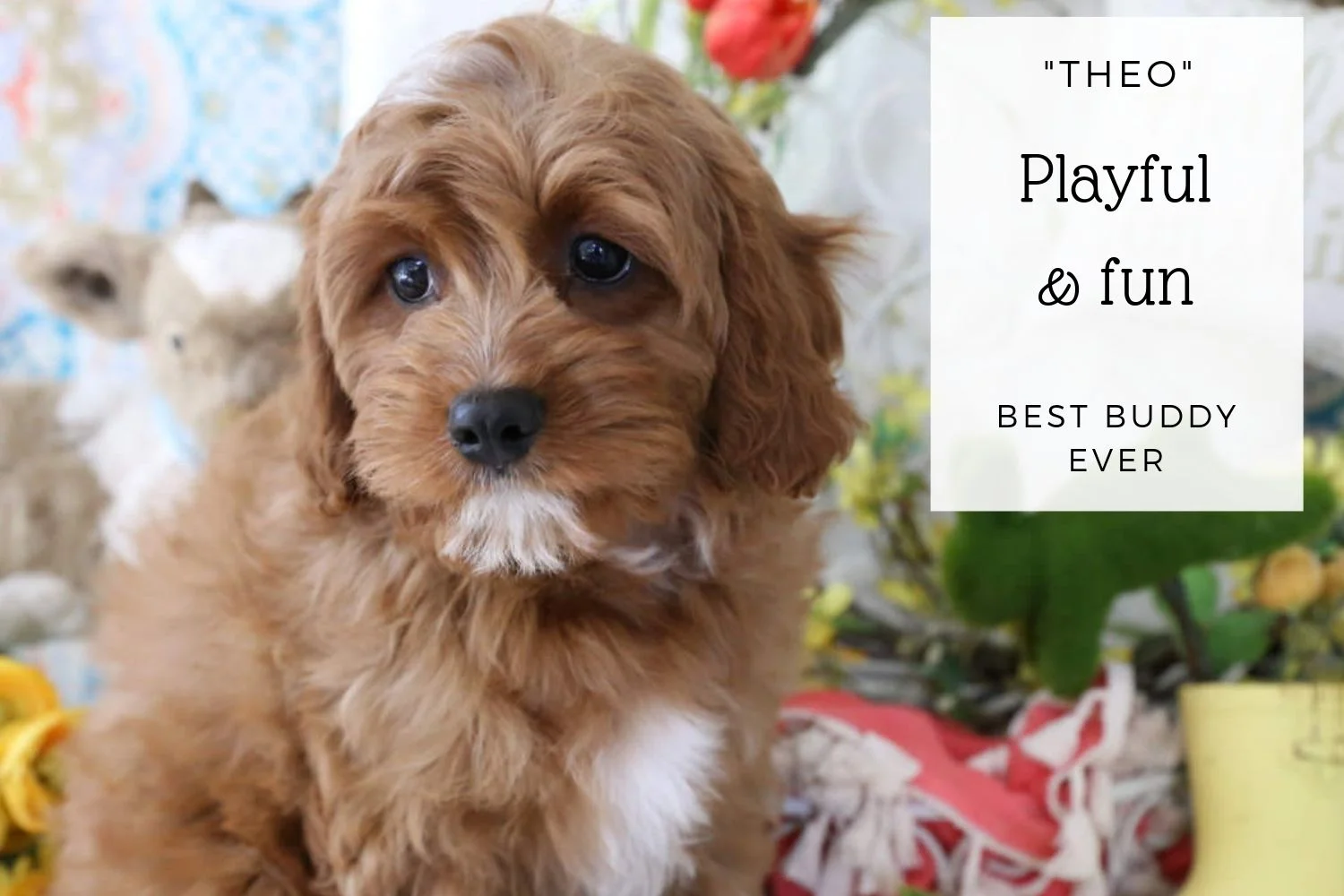 Beautiful Cavapoo puppy.jpg