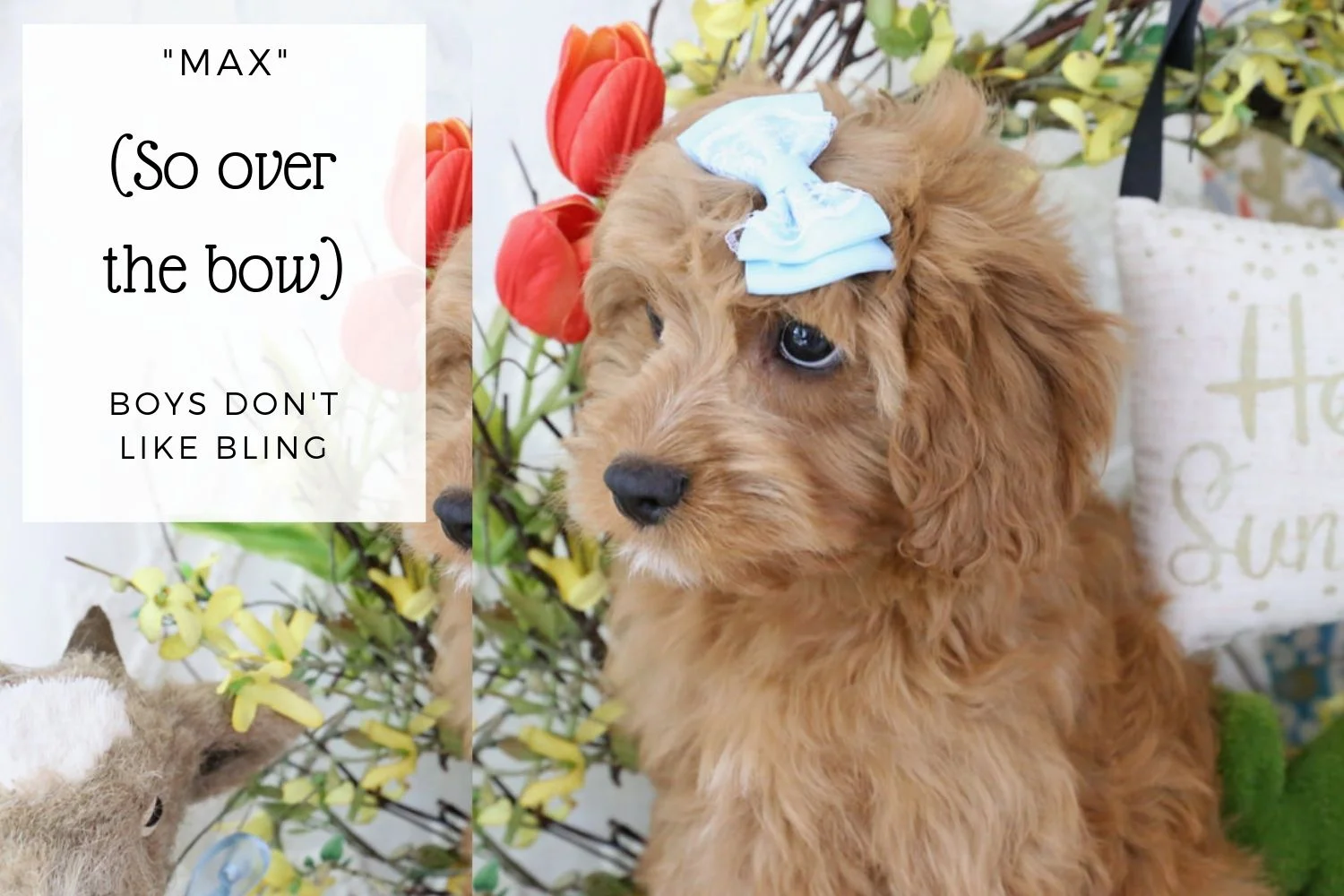 Poor Max the Cavachon.jpg
