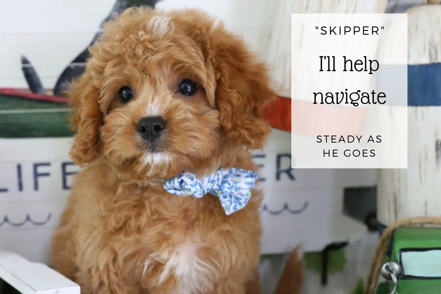 Cavapoo puppy.jpg