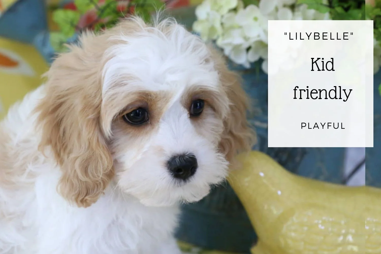 Cavachon Blenheim Puppy.jpg