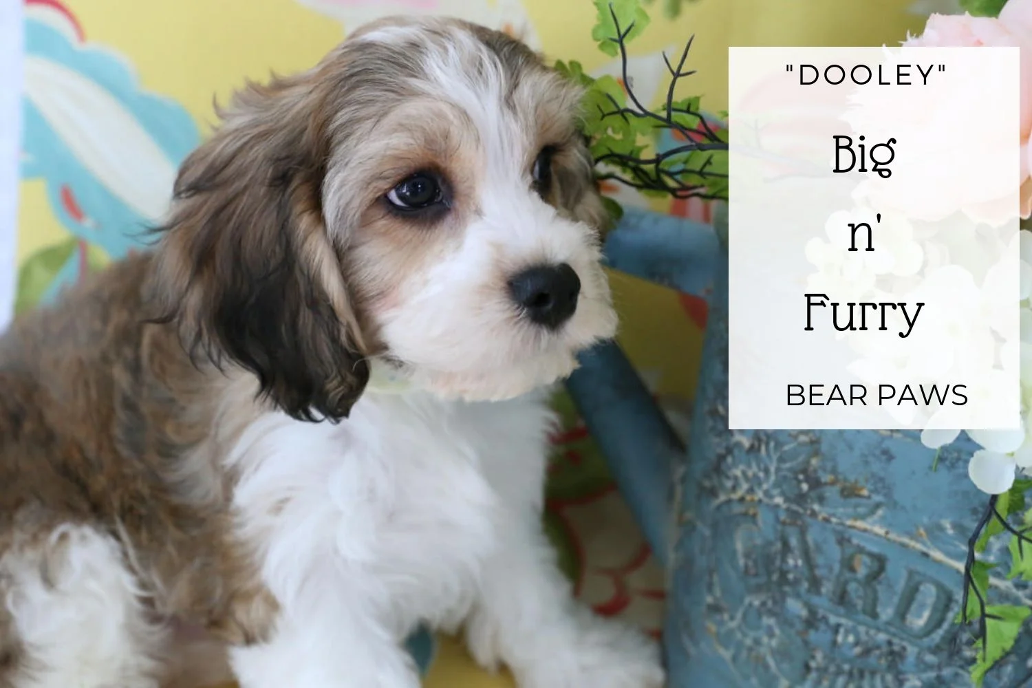 Cavachon puppy Dooley.jpg