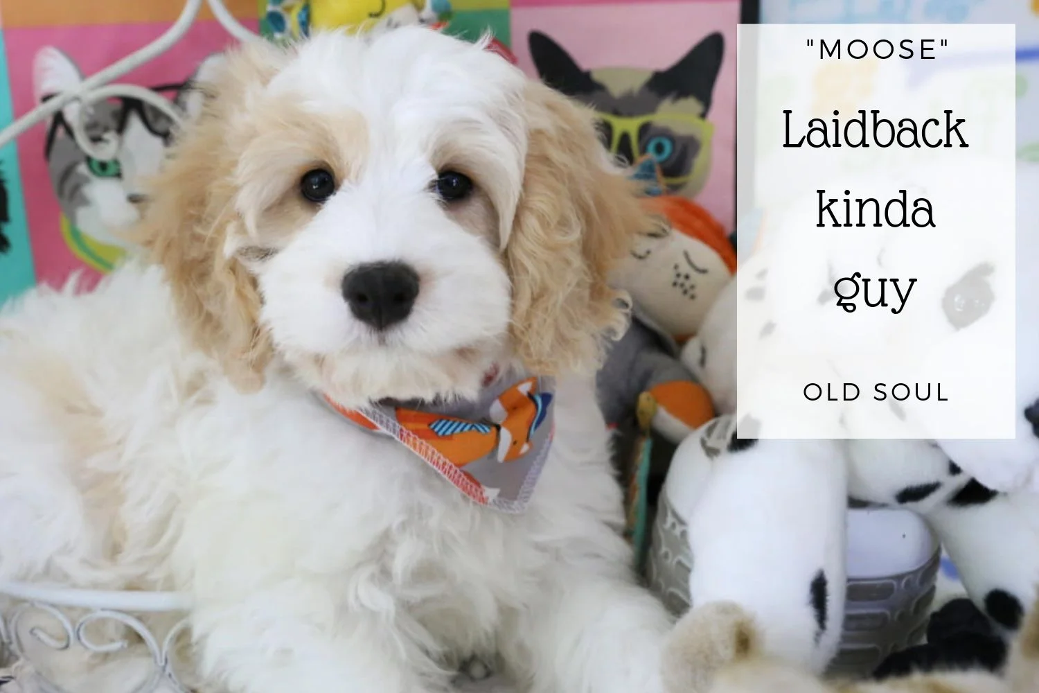 Cute Cavachon puppy with toys.jpg