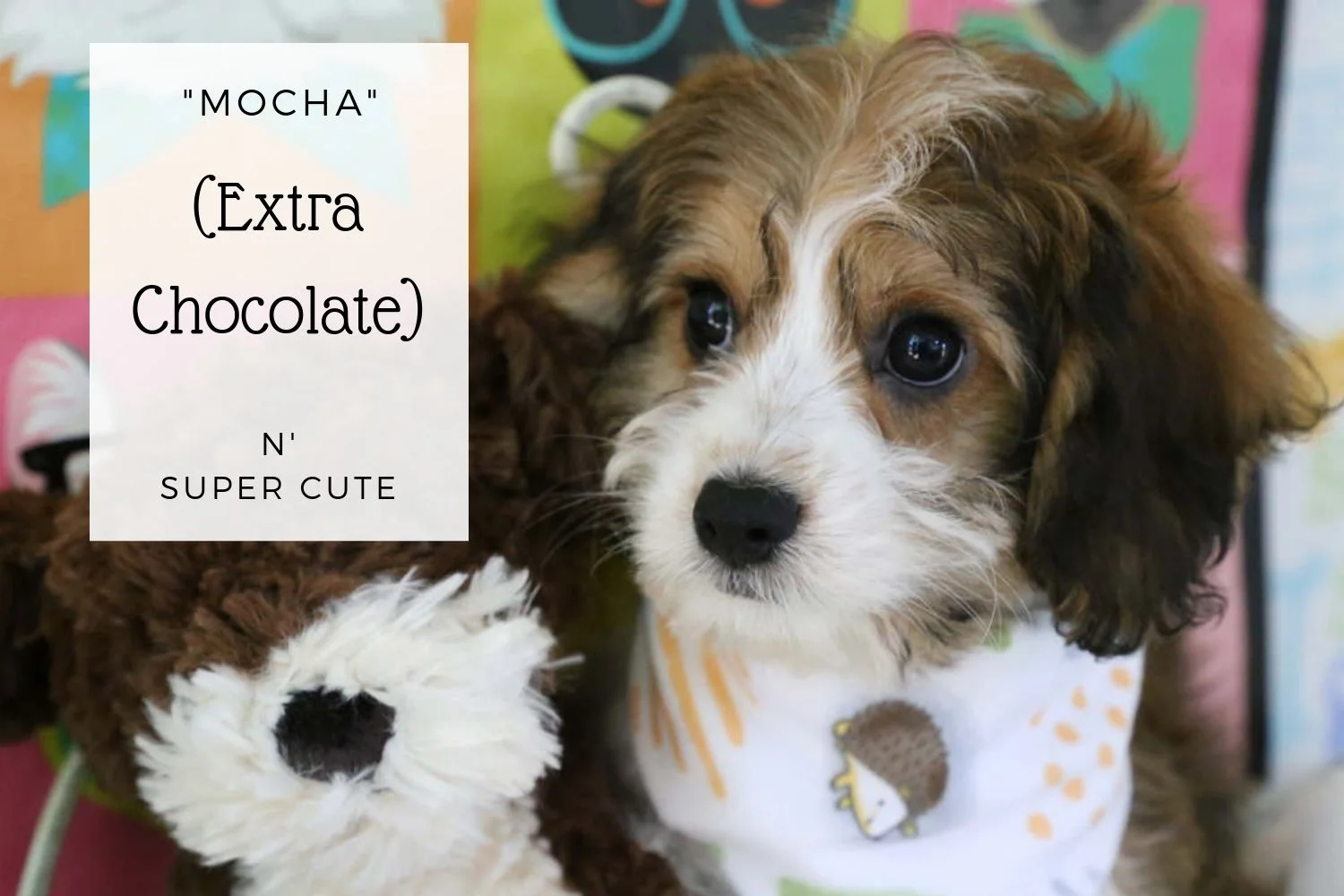 Cavachon Sable and White Puppy.jpg