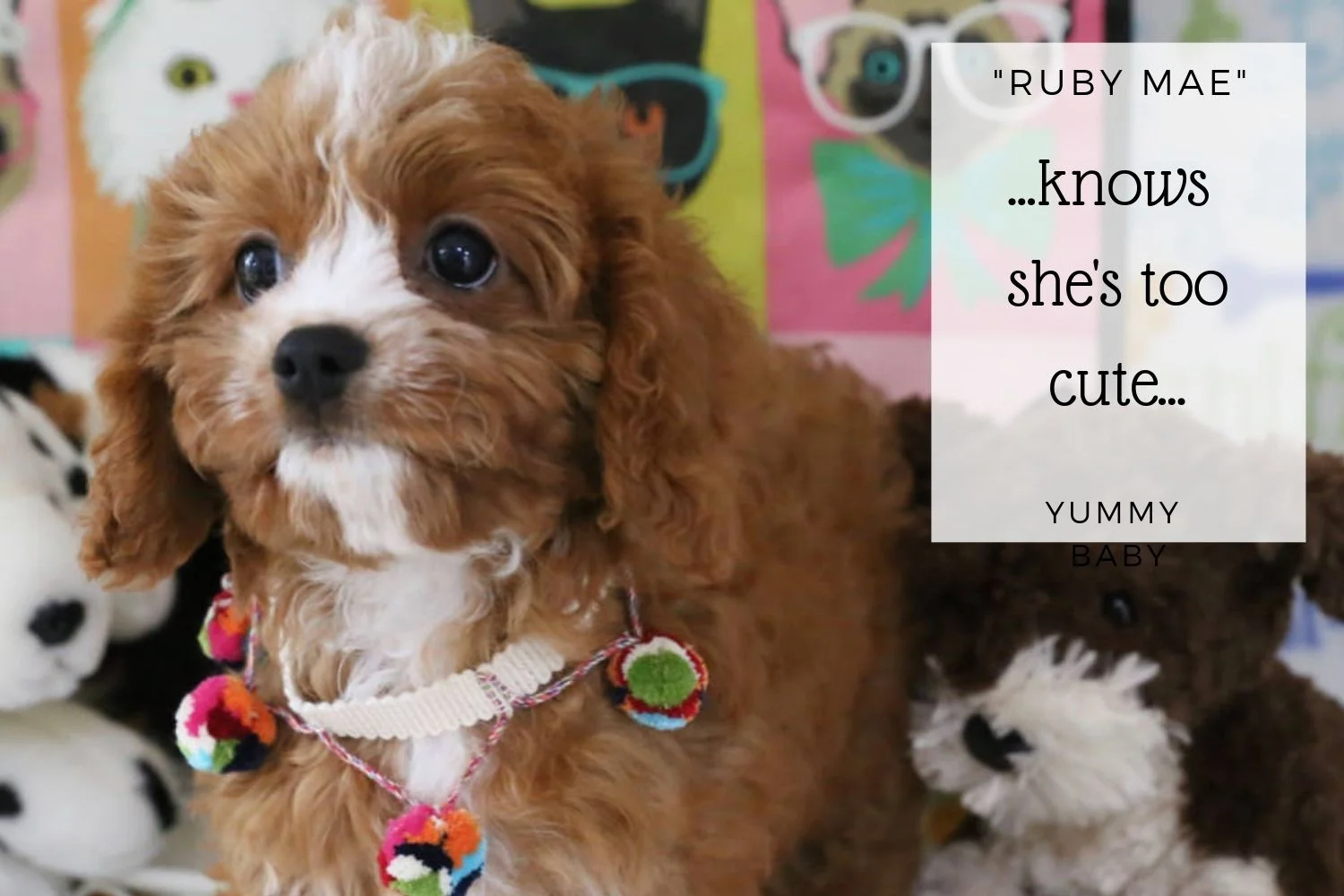 Adorable Cavapoo Puppy.jpg