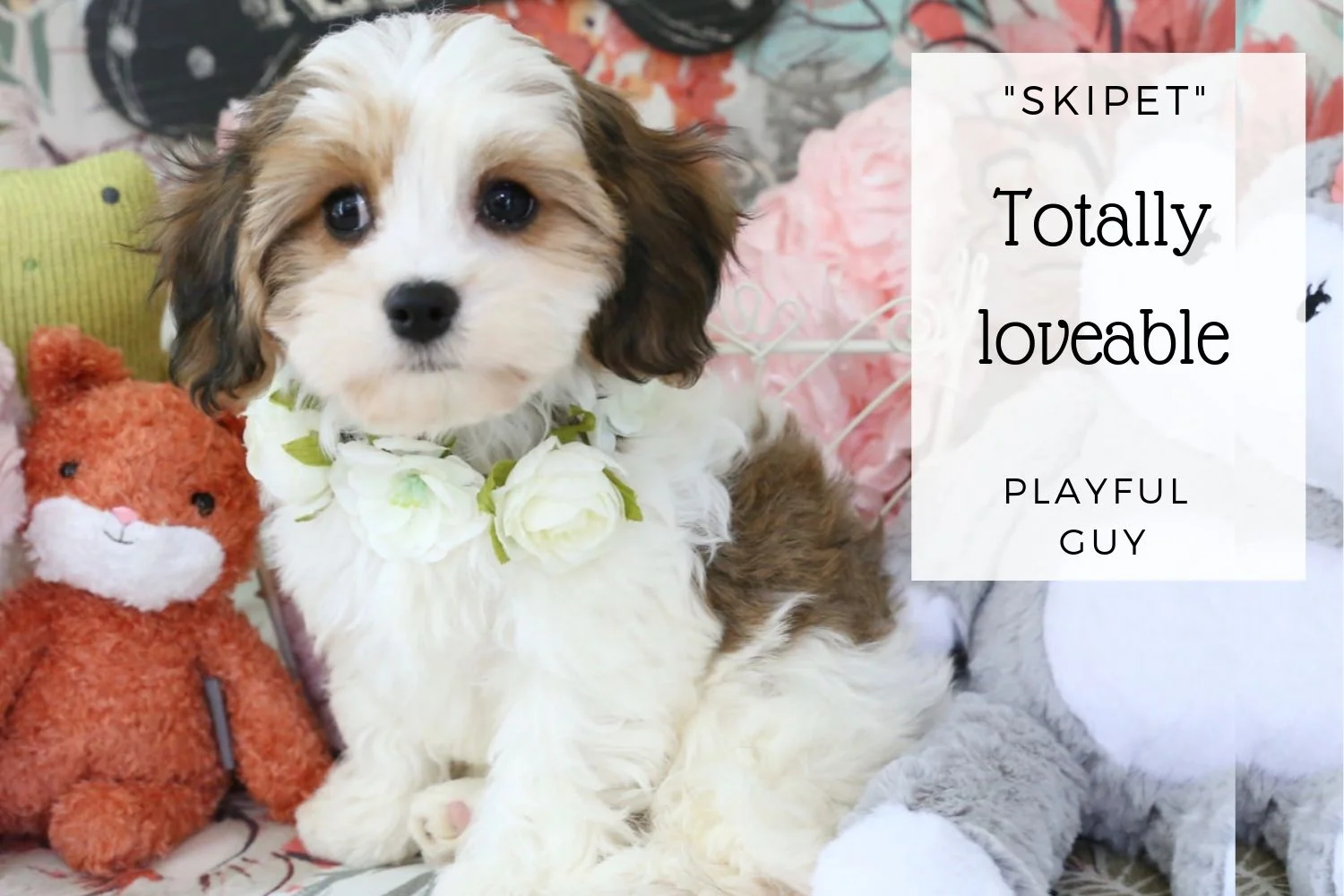 Cavachon puppy with toys.jpg