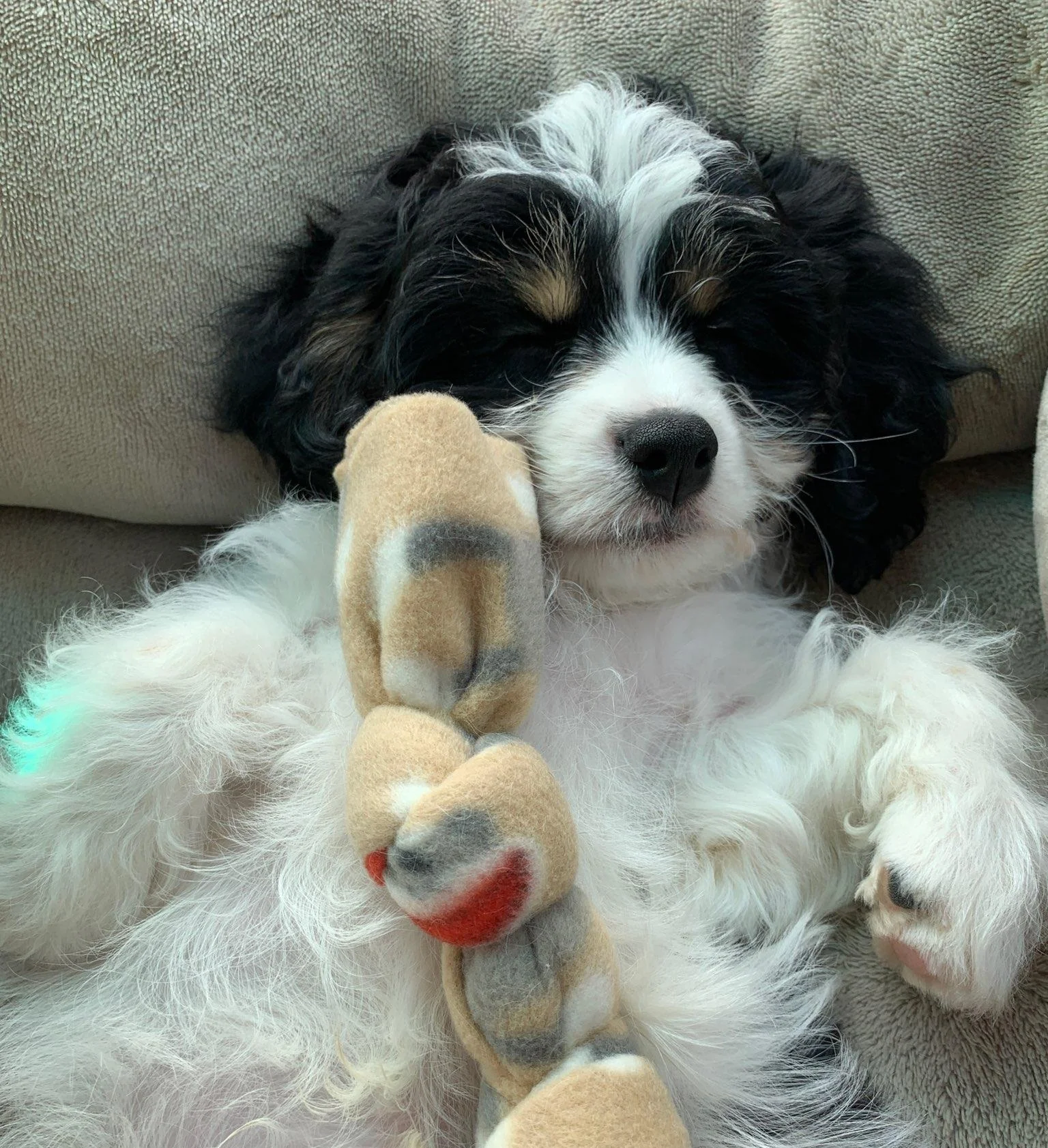Adorable+Cavachon+Puppy.jpg