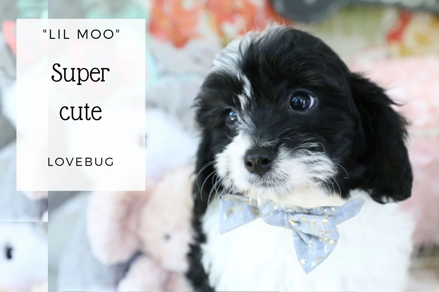 Cavachon Litte Moo.jpg