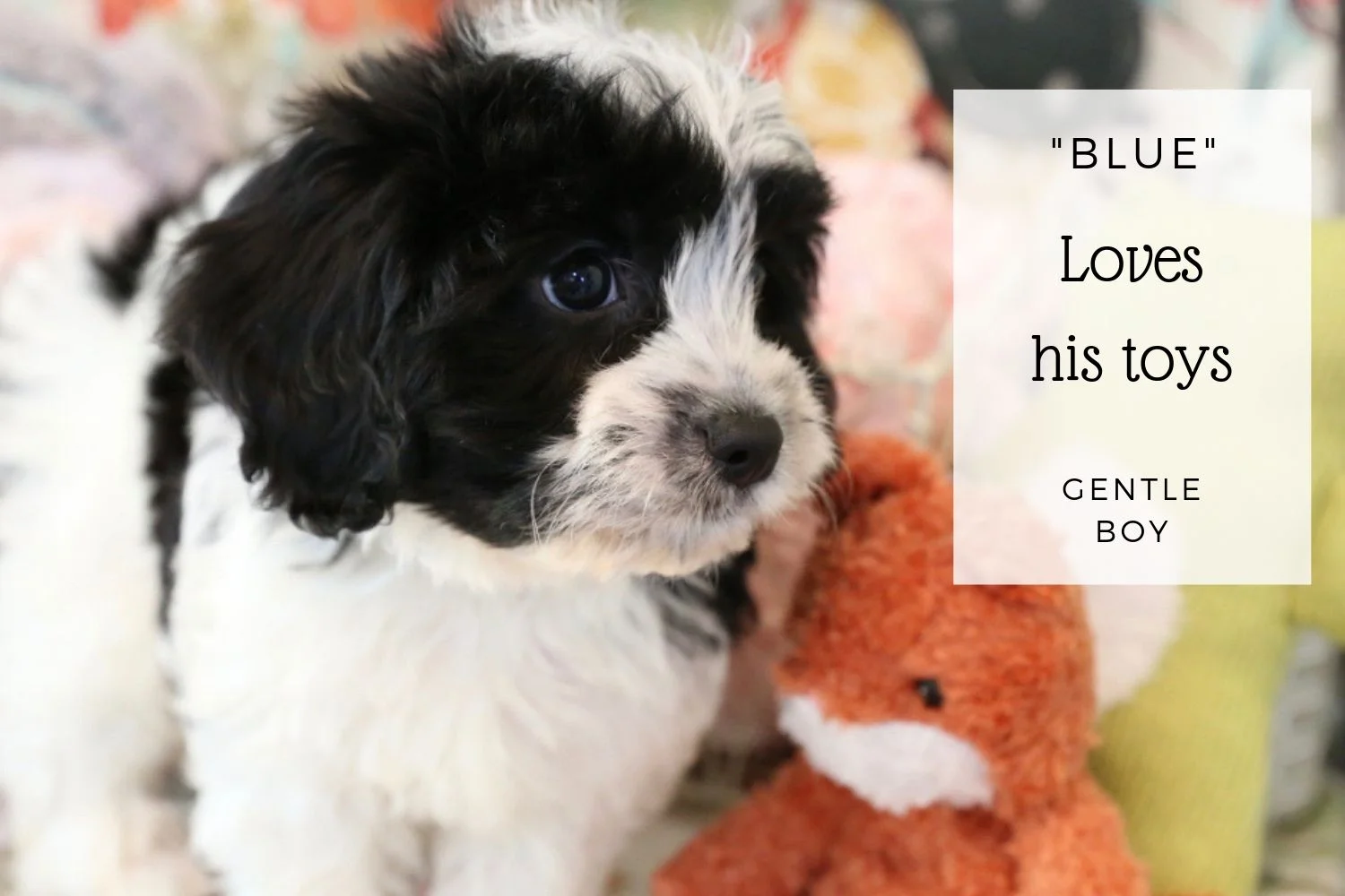 Cavachon Black & White.jpg
