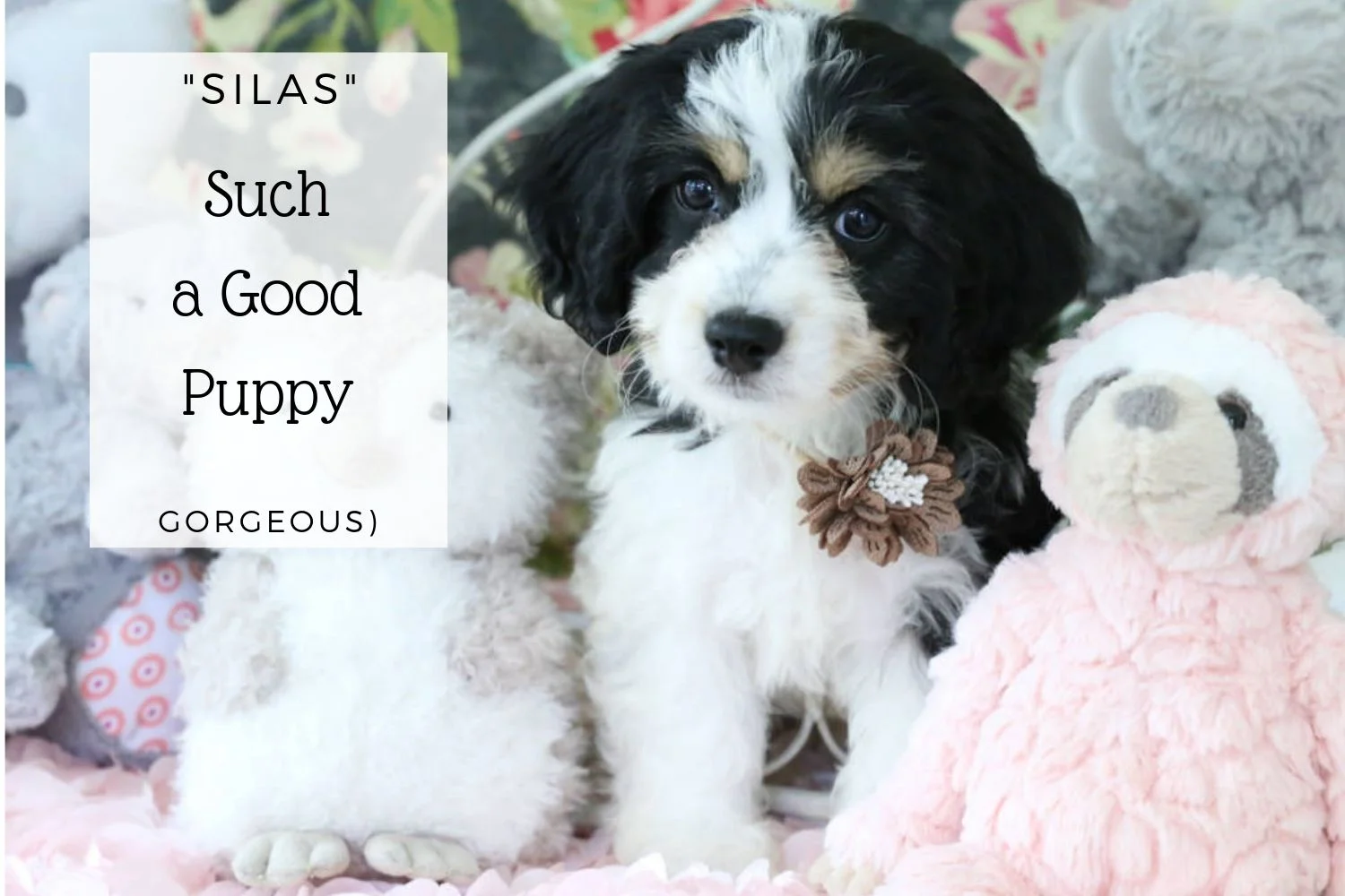 Copy of August Cavachons (1).jpg