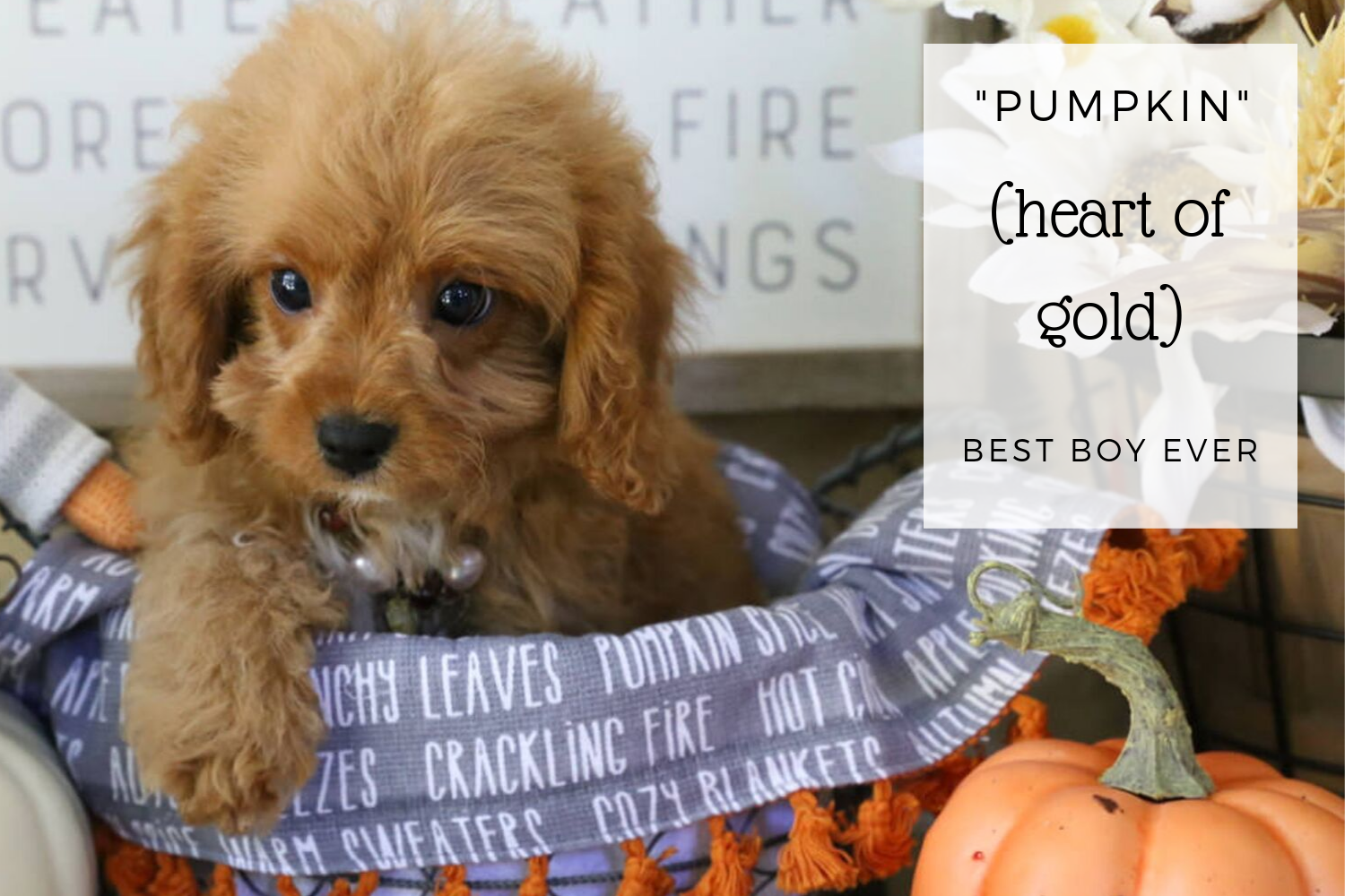 Cavapoo Ruby Boy with Pumpkins.png