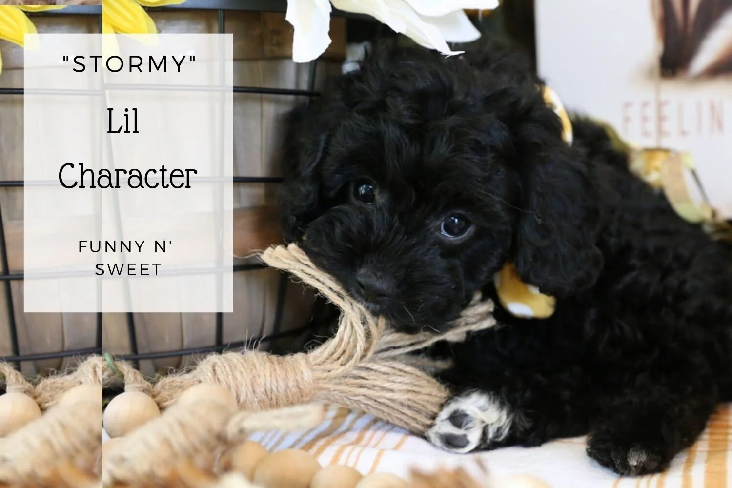 Black Cavapoo girl puppy.jpg