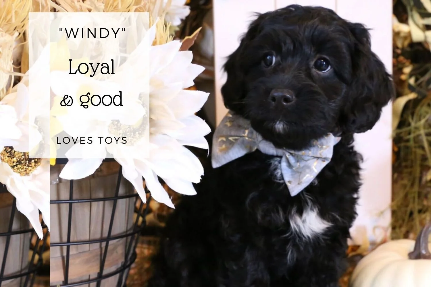 Cavapoo Black Girl Puppy.jpg