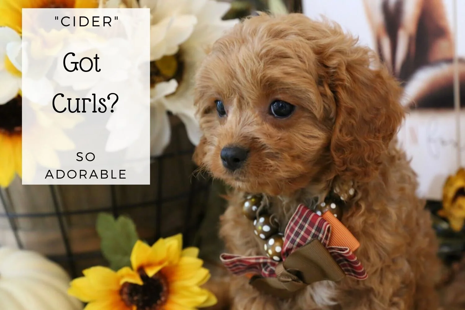 Beautiful Cavapoo Ruby Puppy.jpg