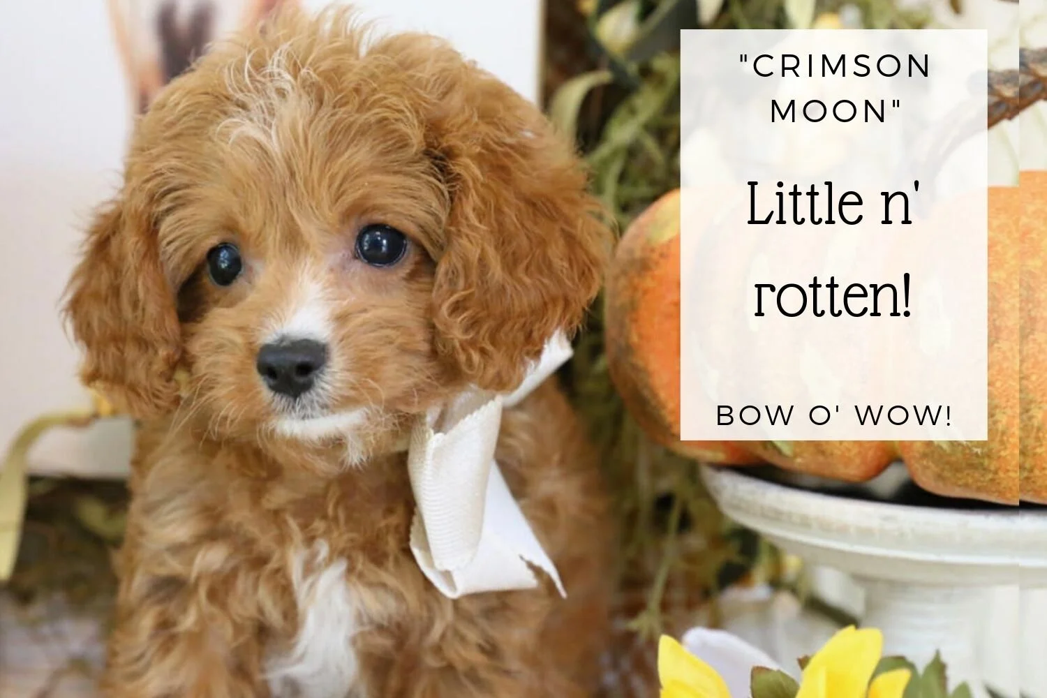 Cutest Cavapoo Puppy Ever .jpg