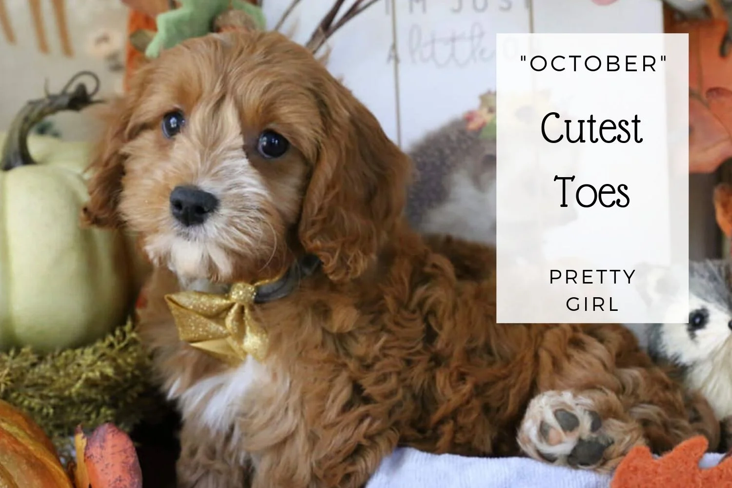 Cavapoo Ruby and white girl.jpg