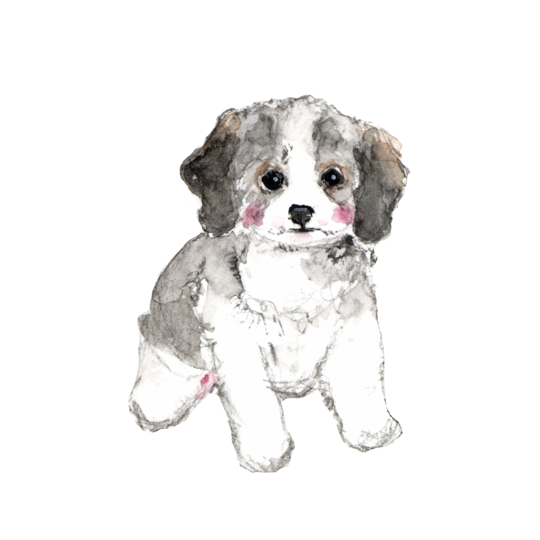 sarah's cavapoo puppies