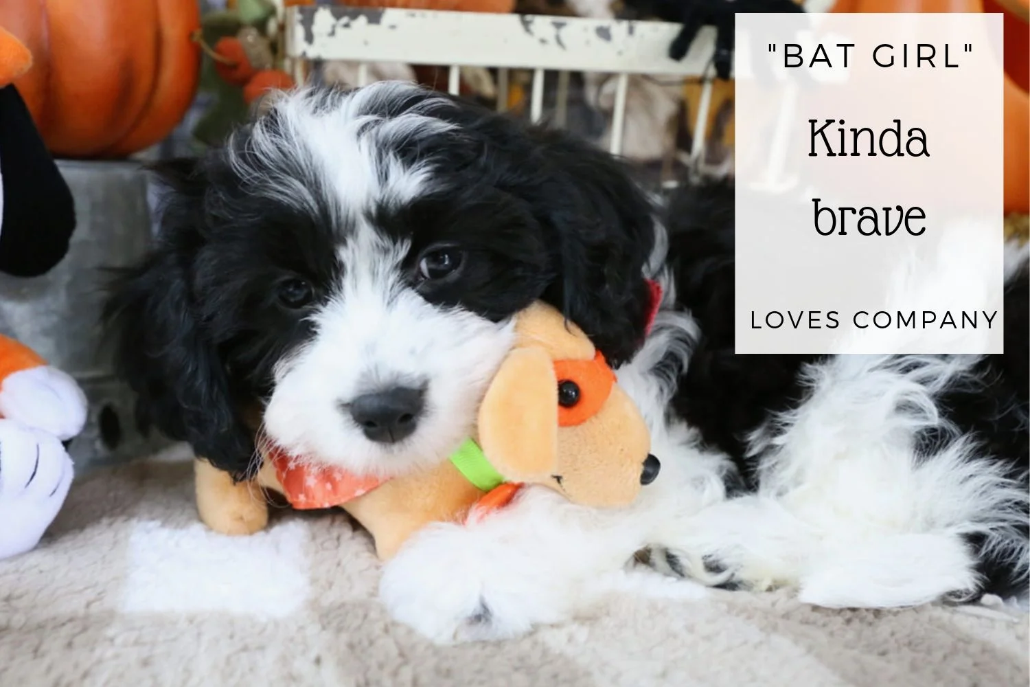 Cavachon black and white puppy from Foxglove Farm.jpg