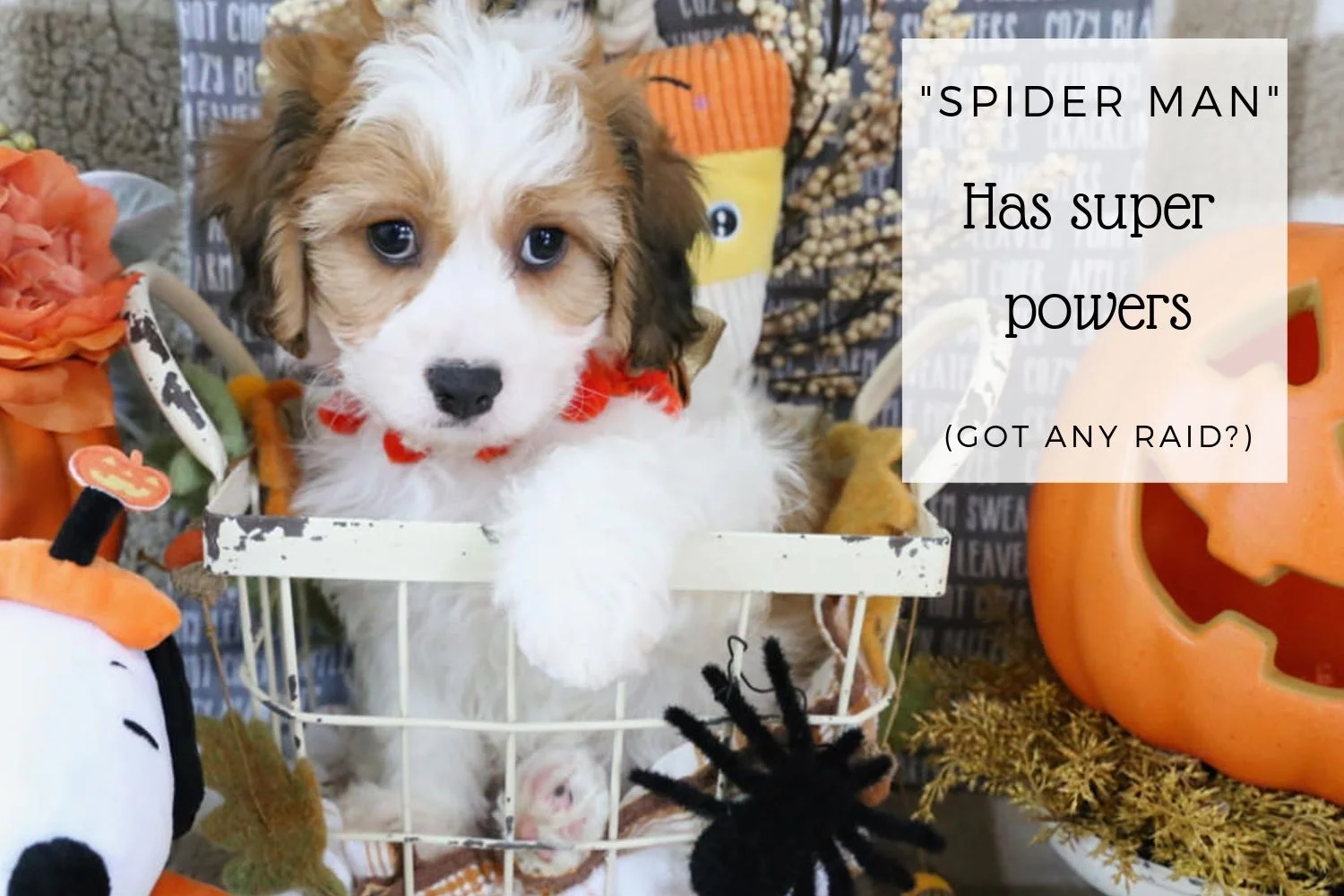 Sable & white Cavachon puppy.jpg