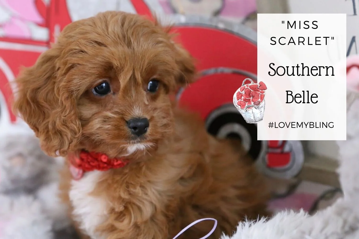 ruby red cavapoo puppies for sale