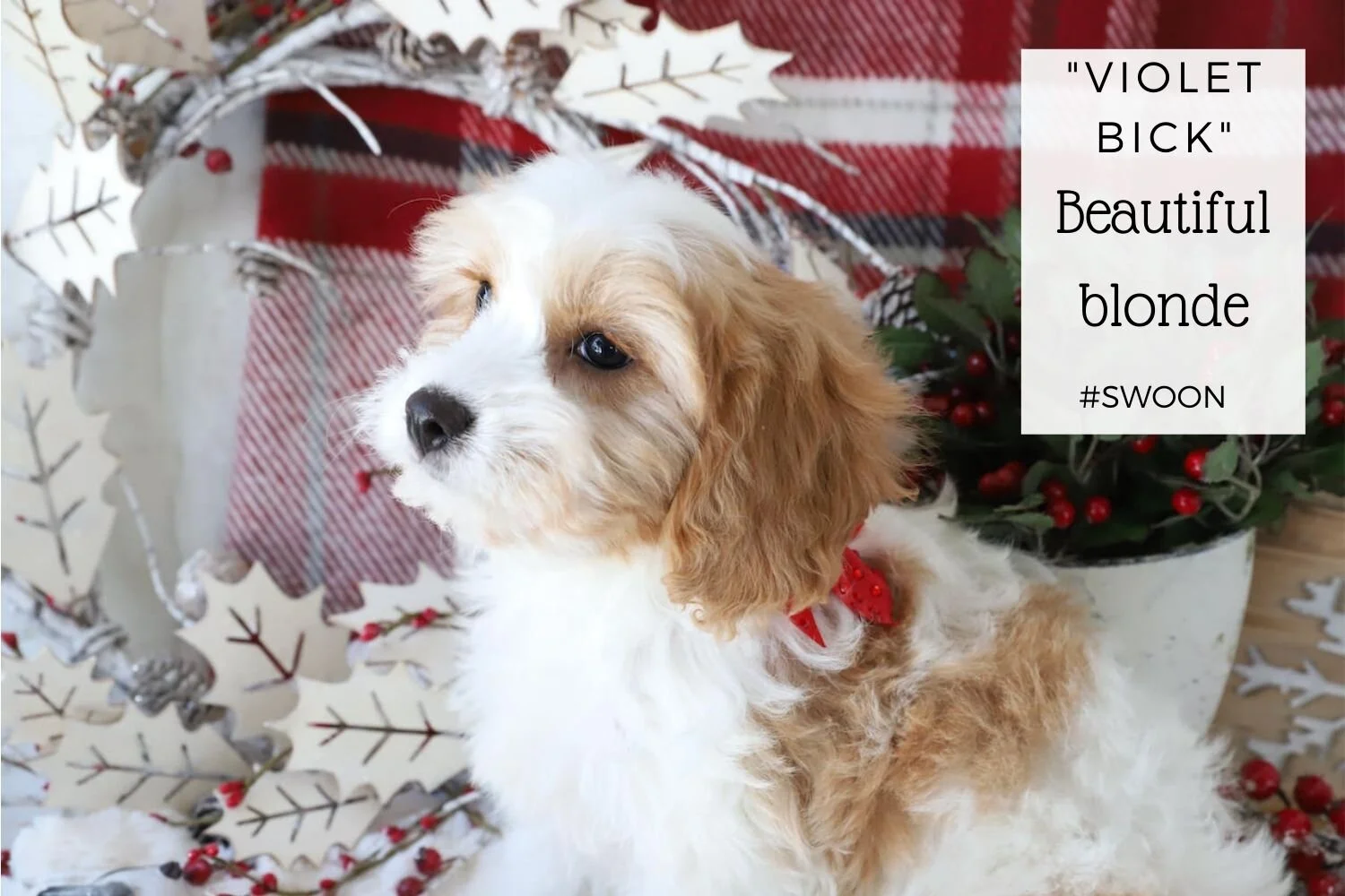 CavachonPuppy.jpg