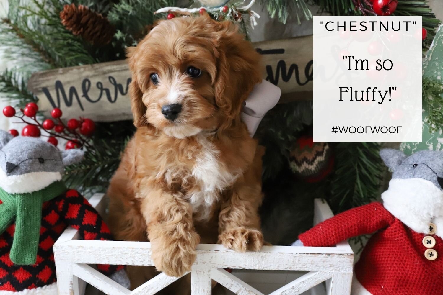 Foxglove Farm Chestnut SOLD to Henry & Jack and Sawyer in Texas! (Texas LOVES our puppies!)