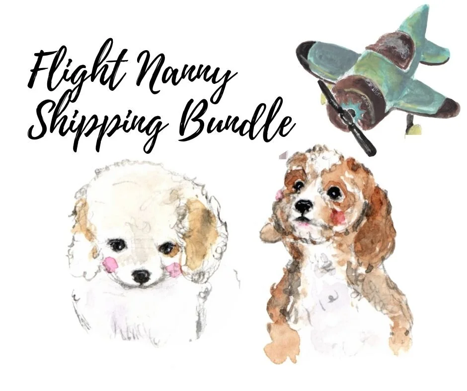 Cavachon Cavapoo Puppies