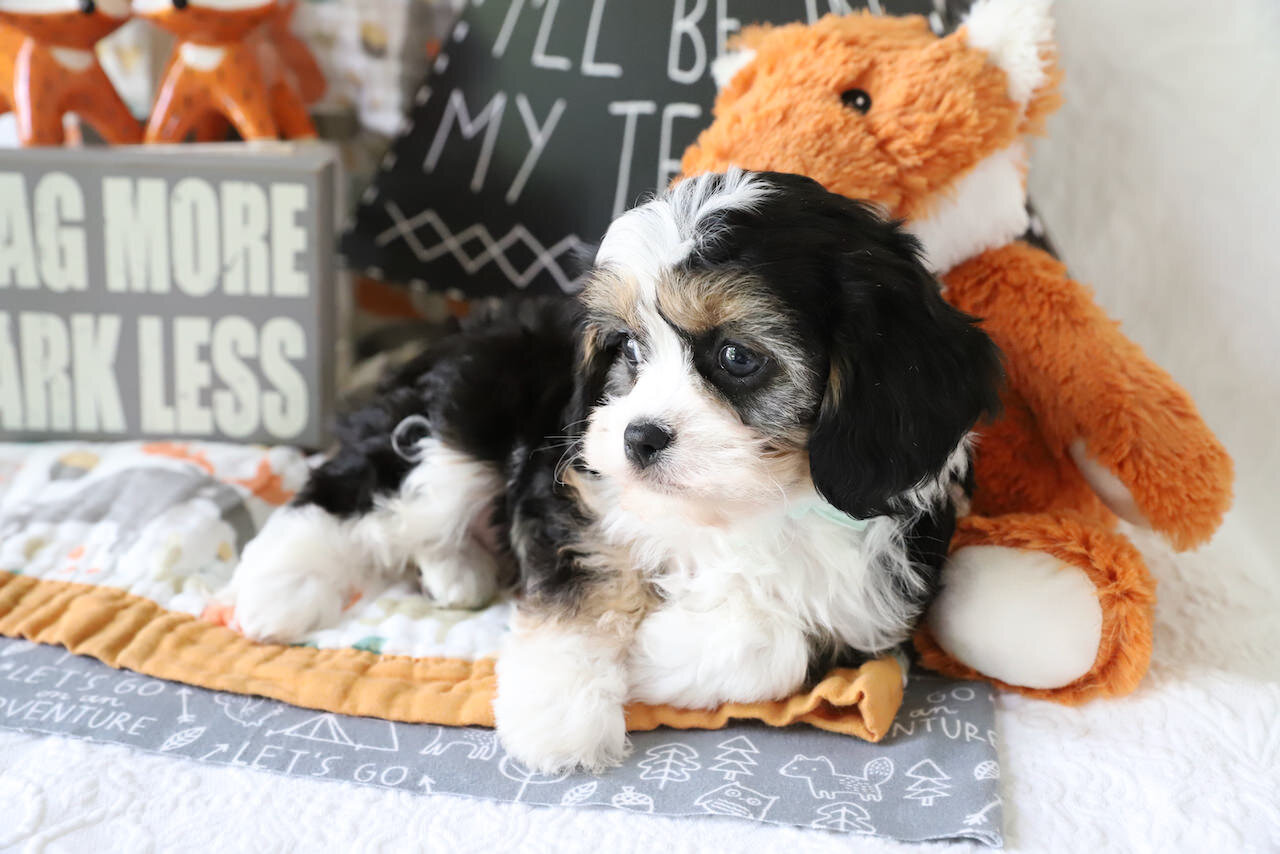 Cavachon Puppy For Sale