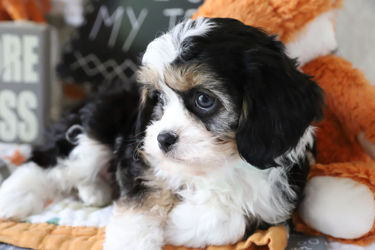 Cavachon Puppy For Sale