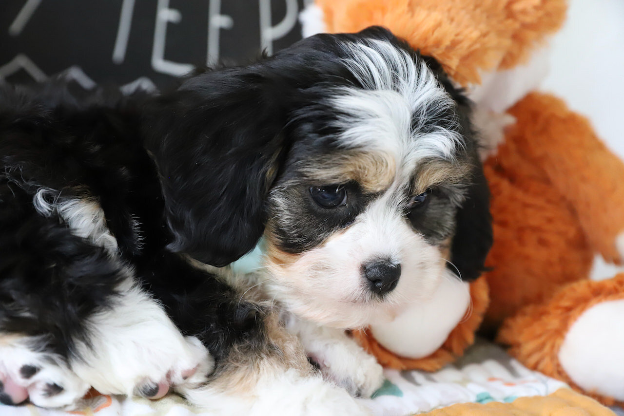 Cavachon Puppy For Sale