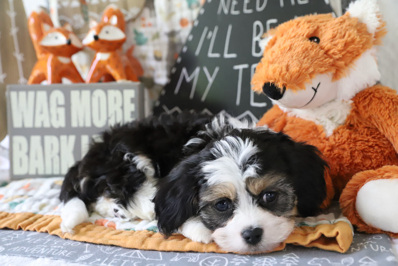 Cavachon Puppy For Sale