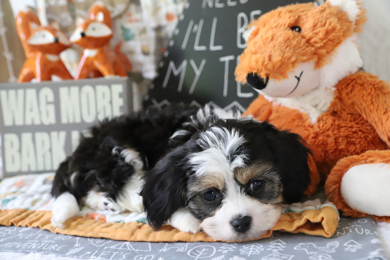 Cavachon Puppy For Sale