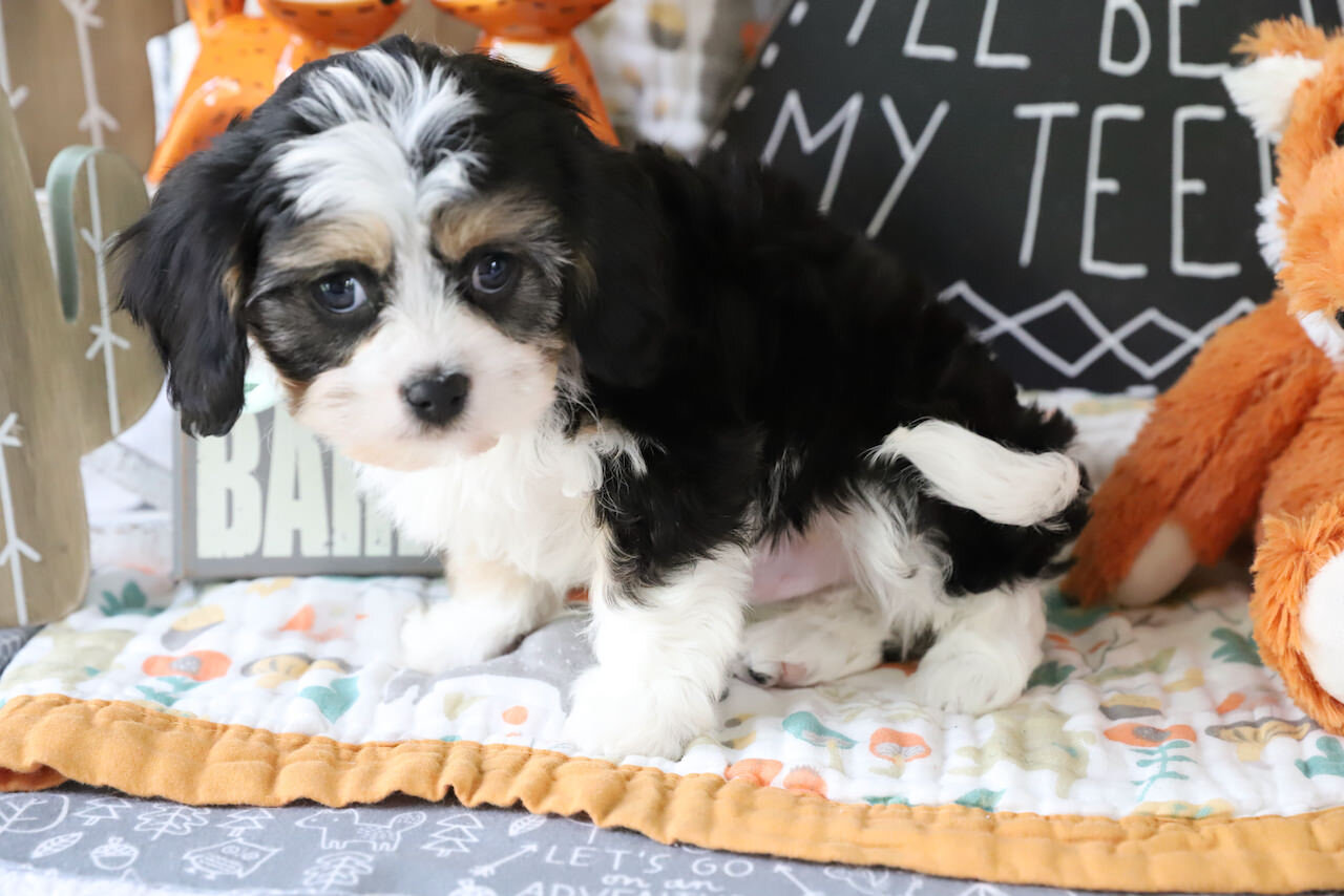 Cavachon Puppy For Sale