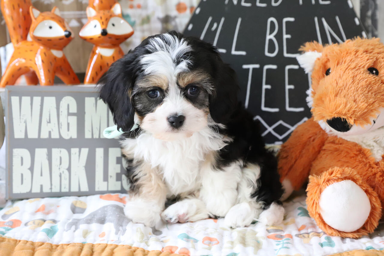 Cavachon Puppy For Sale