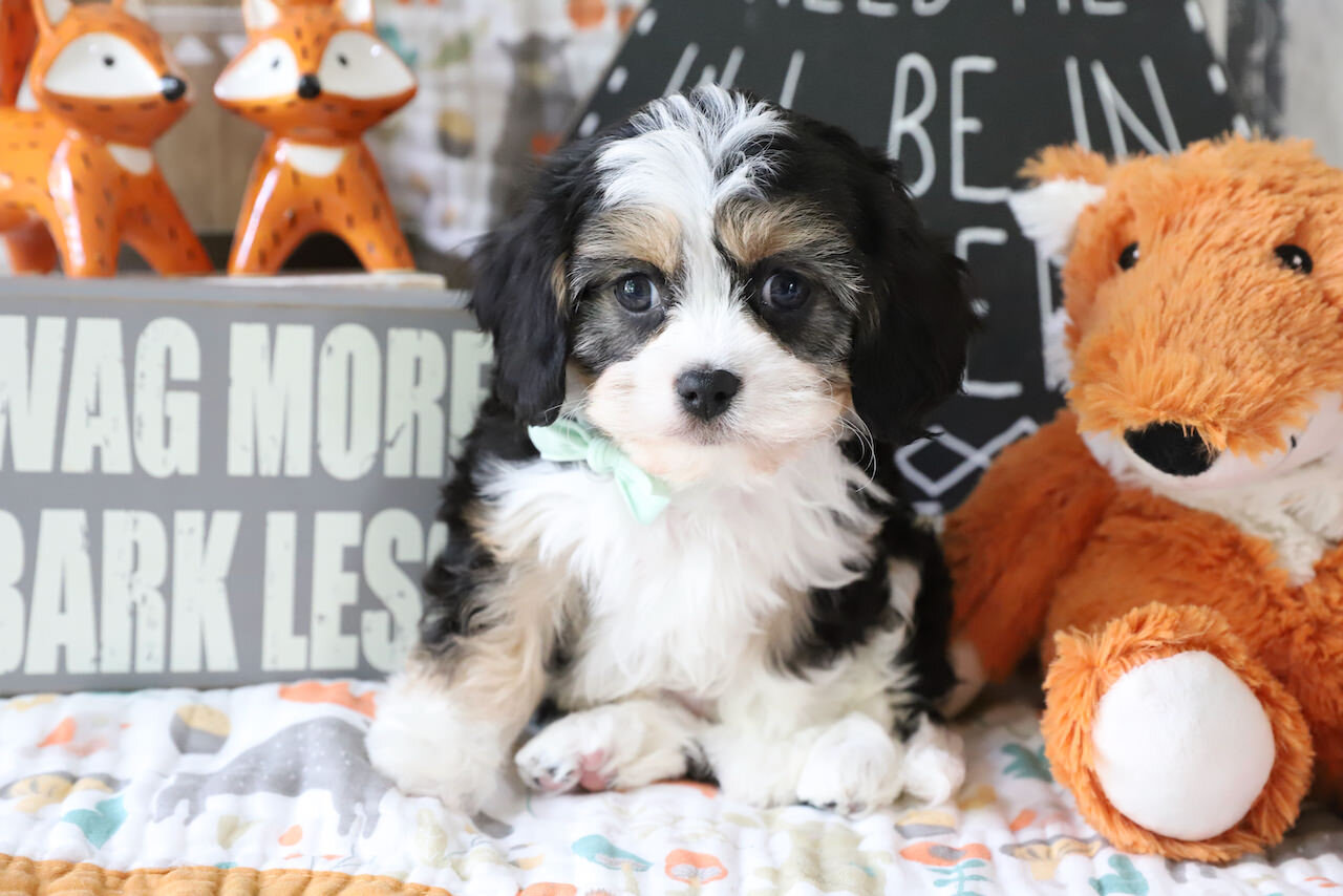 Cavachon Puppy For Sale