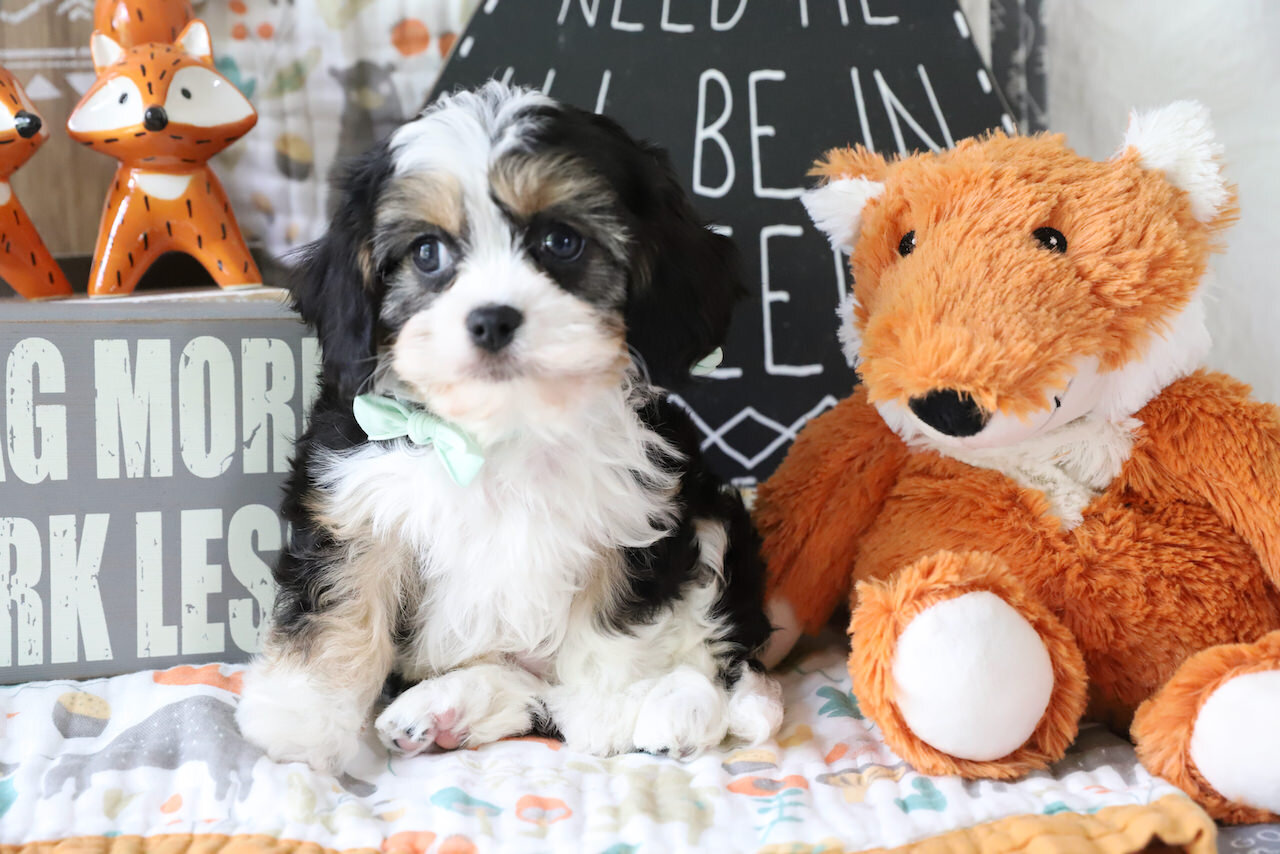 Cavachon Puppy For Sale