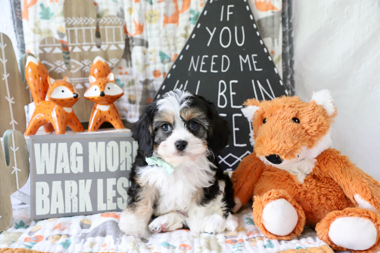 Cavachon Puppy For Sale