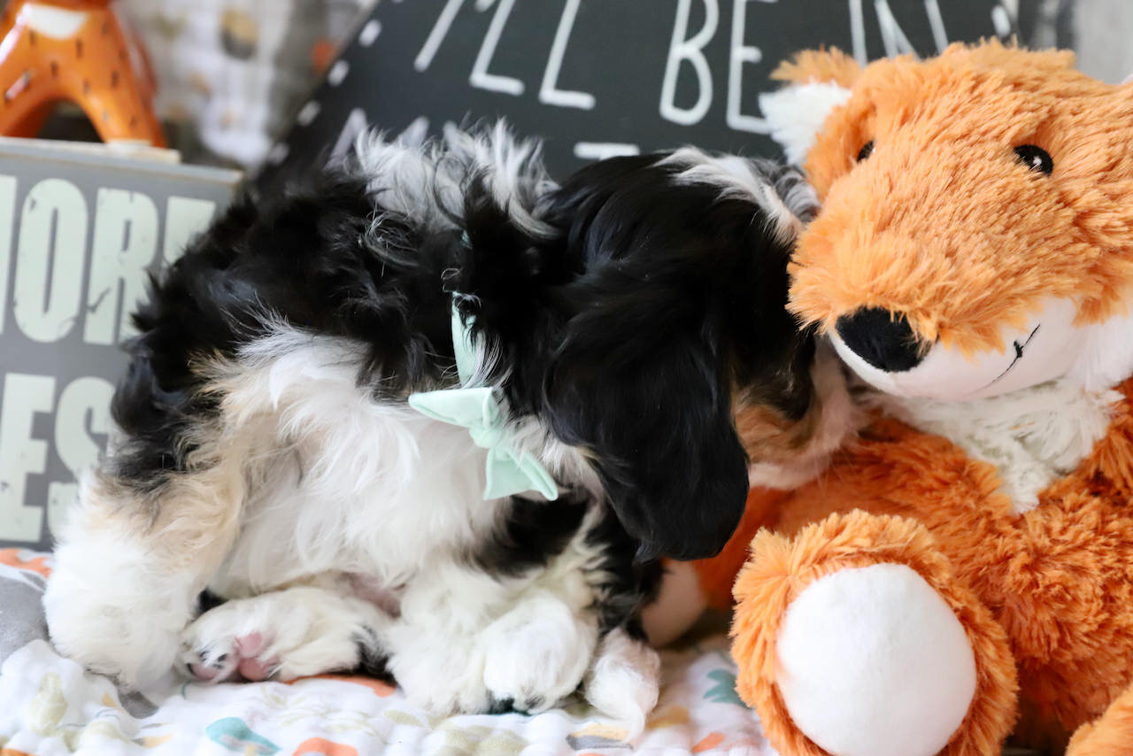 Cavachon Puppy For Sale